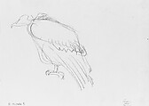 Vulture, John Singer Sargent (American, Florence 1856–1925 London), Graphite on off-white wove paper, American